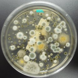 spore colony