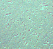 testing under a phase contrast microscope.