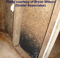 Picture of black mold in basement