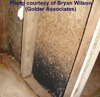 How Fast Does Mould Grow On Building Materials Picture Of Black Mold In Bat