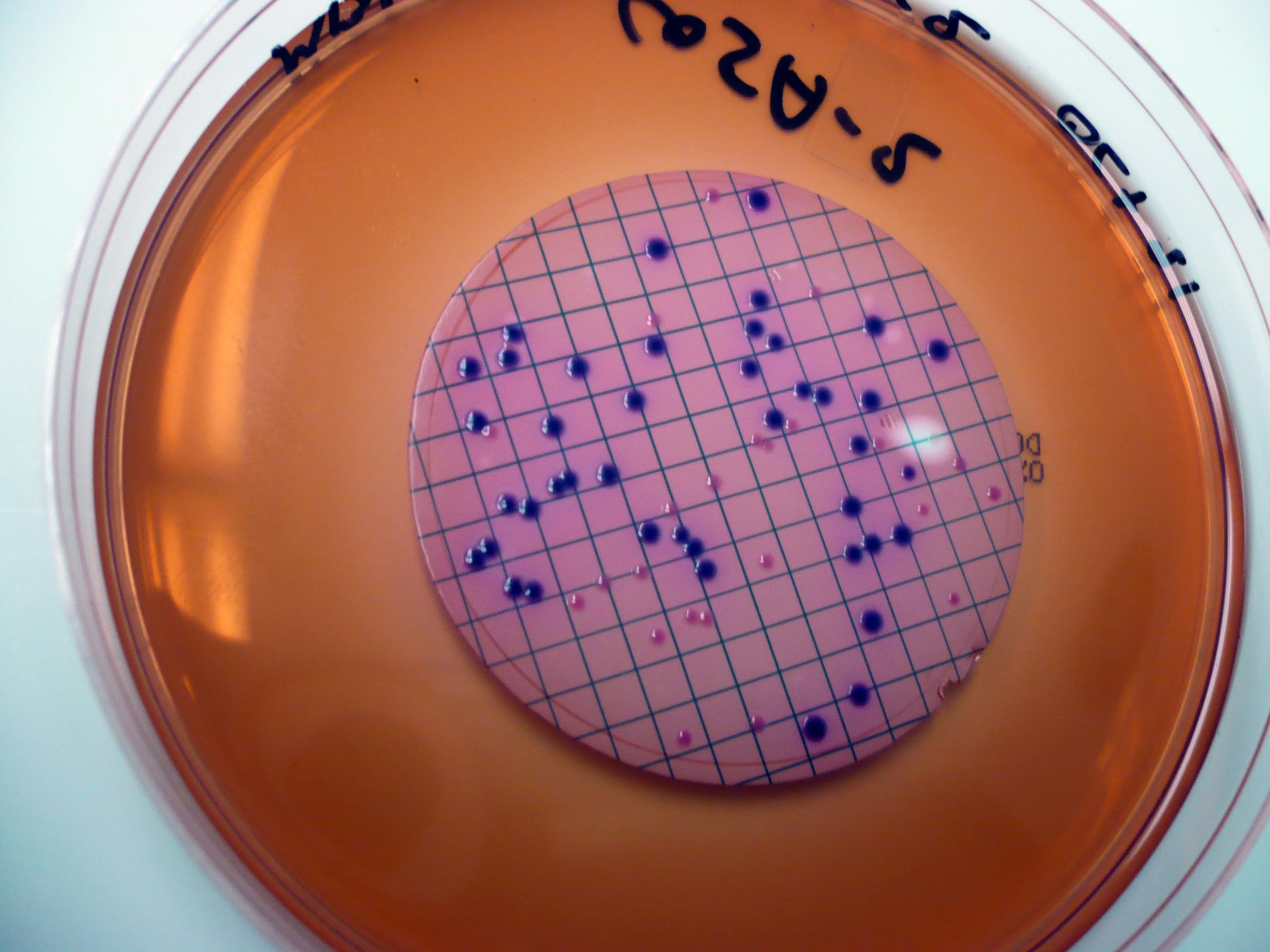 coliforms