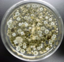 colony fungal forming units fungi enumeration agar cfu nutrient malt spore extract air quality