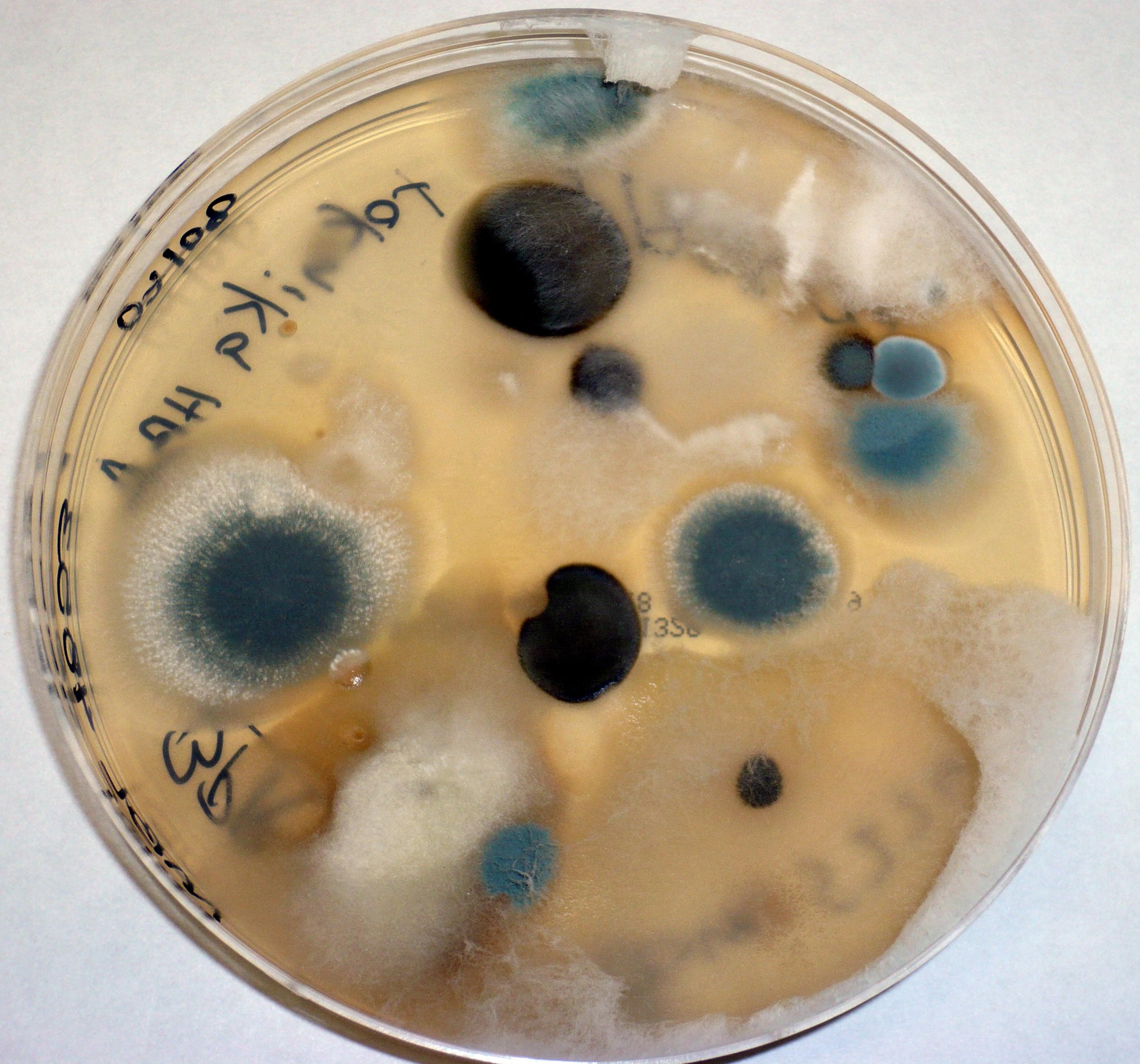 mold