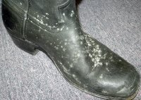 Mold growth on shoes