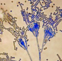 Spores of Penicillium chrysogenum