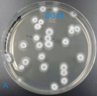 Penicillium chrysogenum growing on DG18