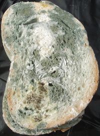 Penicillium on food