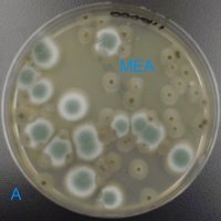 Picture of Penicillium Chrysogenum and Stachybotrys chartarum on MEA