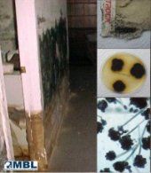 Pictures of Black Mold