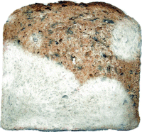 Mold growth on rye bread