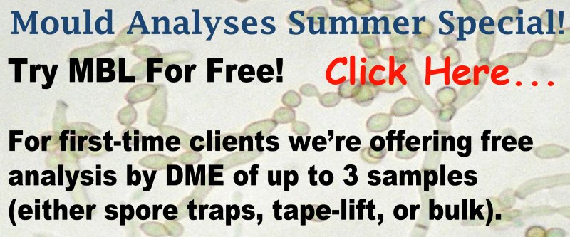 Mold Lab Promotion
