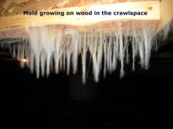 White mold on wood in the crawlspace