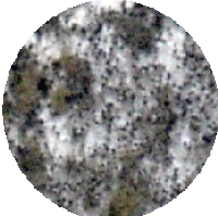 Mag mold How to distinguish mold growth from other discolorations