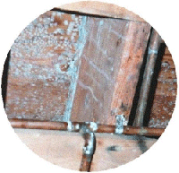 The mold Penicillium growing on ceiling wood Penwood How to distinguish mold growth from other discolorations