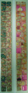 Viable Air sample taken on RCS agar strip